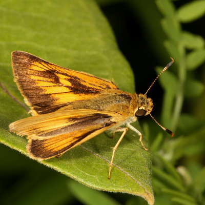 Delaware Skipper ♀