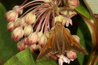 Silver-spotted Skipper