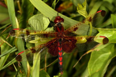 Calico Pennant ♂