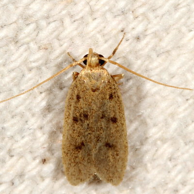 Hodges#1142 * Glyphidocera septentrionella