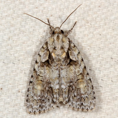 Hodges#9243 * Ovate Dagger * Acronicta ovata