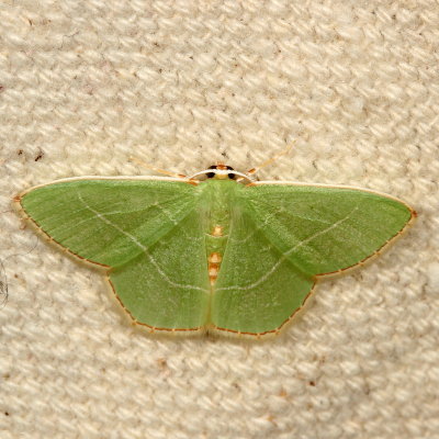 Hodges#7046 * Red-fringed Emerald * Nemoria bistriaria