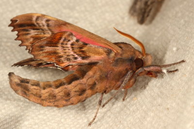 Hodges#7824 * Blinded Sphinx * Paonias excaecata