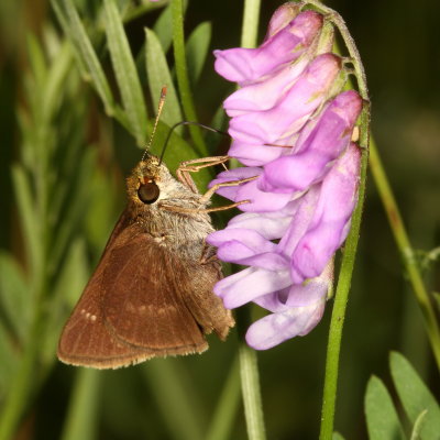 Dun Skipper