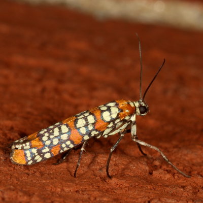 Hodges#2401 * Ailanthus Webworm Moth * Atteva punctella