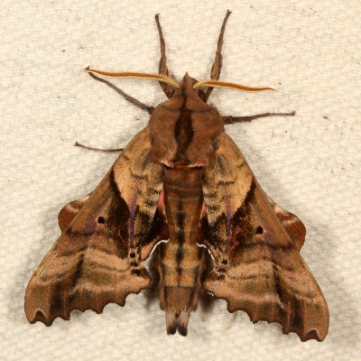 Hodges#7824 * Blinded Sphinx * Paonias excaecata