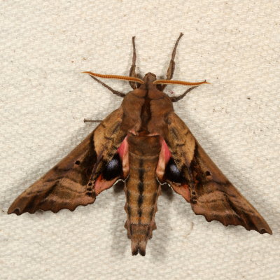Sphingidae Moths : 7771 - 7894