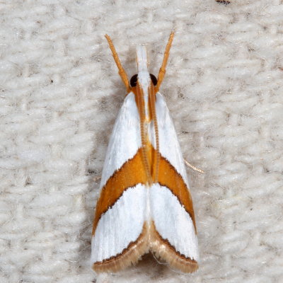 Crambidae : 5299 - 5509 : Schoenobiinae - Crambinae