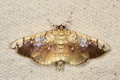 Hodges#5241 * Basswood Leafroller Moth * Pantographa limata