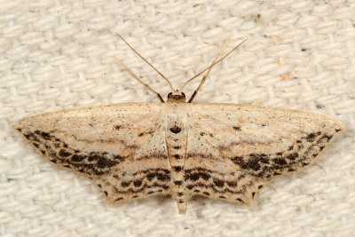 Hodges#7157 * Frosted Tan Wave Moth * Scopula cacuminaria 