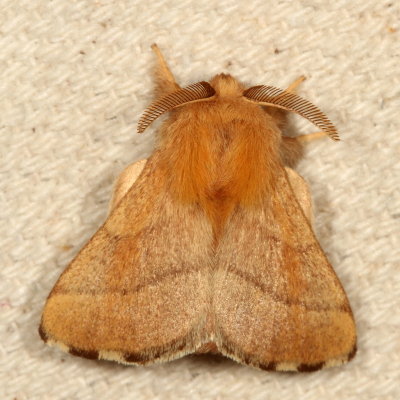 Hodges#7698 * Forest Tent Caterpillar Moth * Malacosoma disstria 