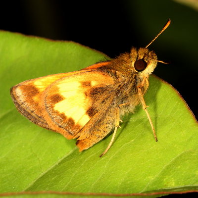 Hobomok Skipper ♂