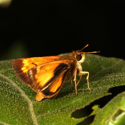 Hobomok Skipper ♂