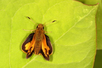 Hobomok Skipper ♂