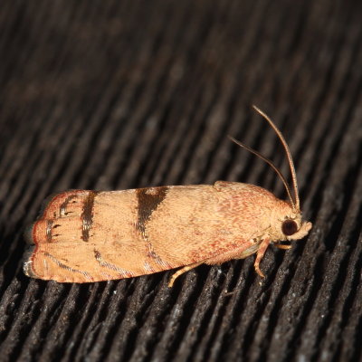 Hodges#3494 * Filbertworm Moth * Cydia latiferreana 