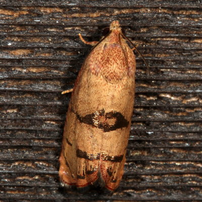 Hodges#3494 * Filbertworm Moth * Cydia latiferreana 