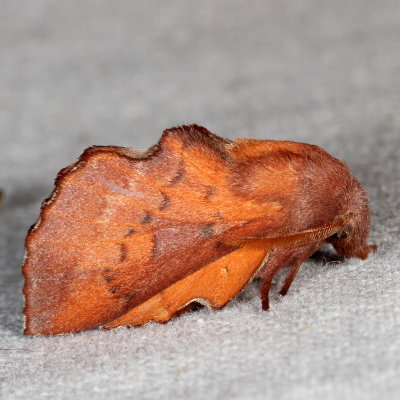 Hodges#7687 * Lappet Moth * Phyllodesma americana