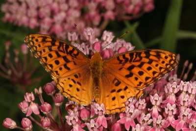 Aphrodite Fritillary