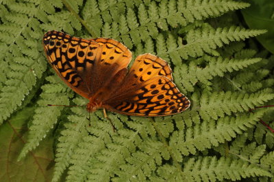 Great Spangled Fritillary