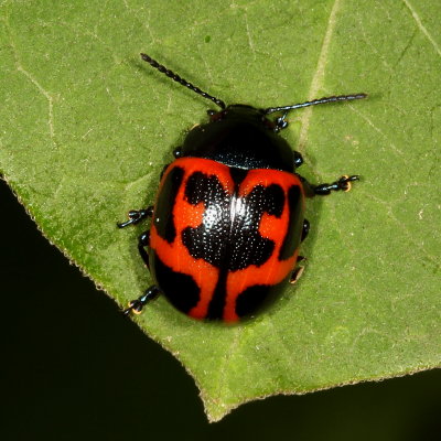 Chrysomelinae : Case-bearing Leaf Beetles