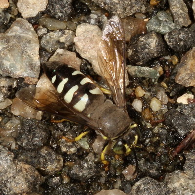 Bicyrtes quadrifasciatus * Four-banded Stink Bug Wasp