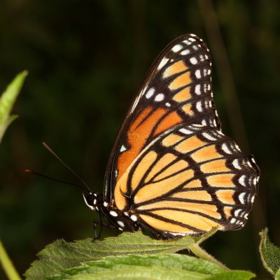 Viceroy
