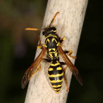 Vespidae : Yellowjackets & Hornets, Paper Wasps; Potter, Mason & Pollen Wasps