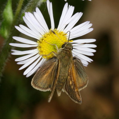 Tawny-edged Skipper ♀