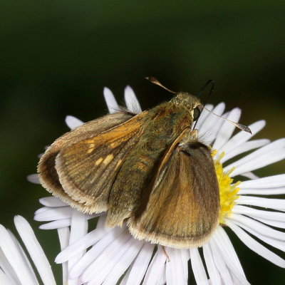 Tawny-edged Skipper ♀