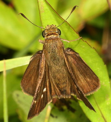 Dun Skipper ♀
