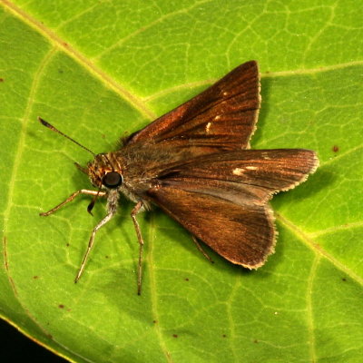 Dun Skipper ♀