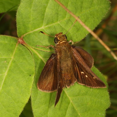 Dun Skipper ♀