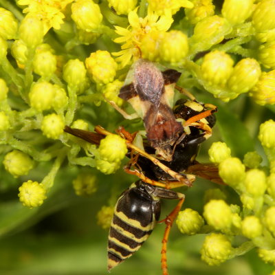 Jagged Ambush Bug captures European Paper Wasp