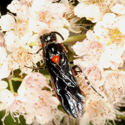 Arge humeralis - Poison Ivy Sawfly