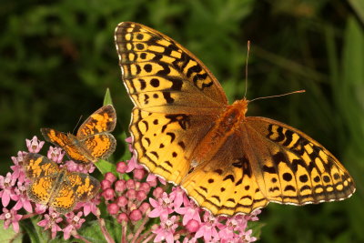 Pearl Crescents & Great Spangled Fritillary