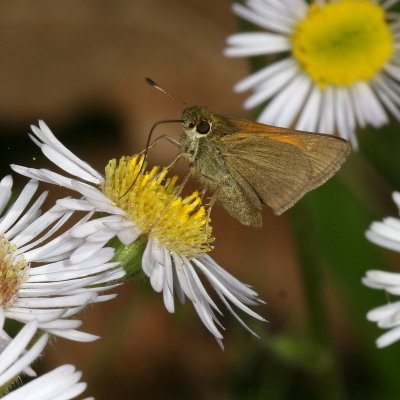 Tawny-edged Skipper ♀