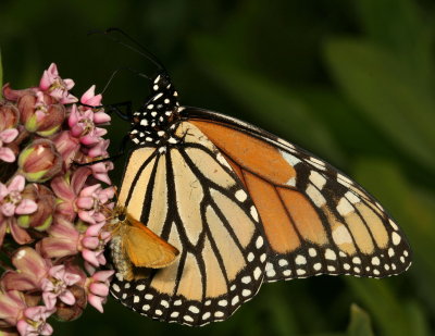 Monarch & European Skipper