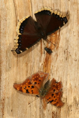 Mourning Cloak  & Question Mark