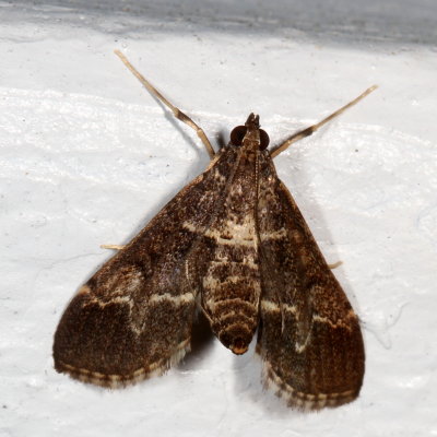 Hodges#5156.5 * European Pepper Moth * Duponchelia fovealis