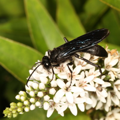 Sphex pennsylvanica * Black Digger Wasp