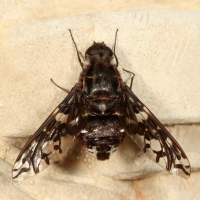 Xenox tigrinus * Tiger Bee Fly