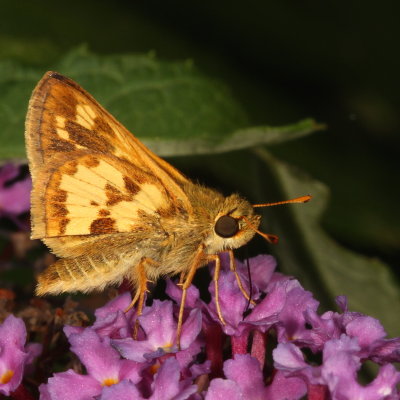 Peck's Skipper