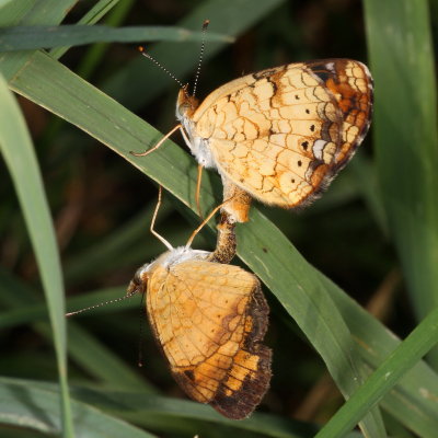 Pearl Crescents mating