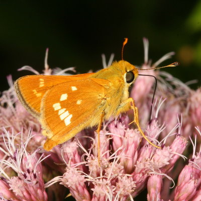 Leonards Skipper