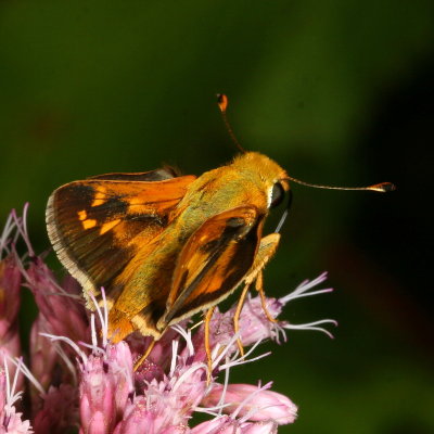 Leonards Skipper