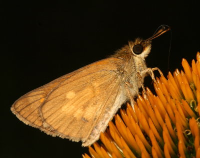 Broad-winged Skipper