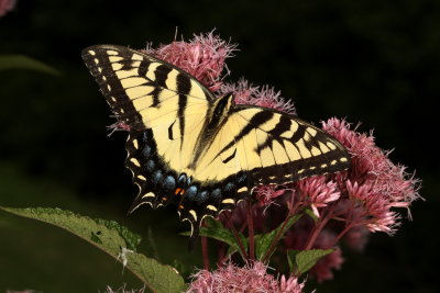 Eastern Tiger Swallowtail