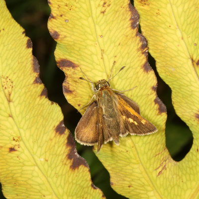 Tawny-edged Skipper ♀