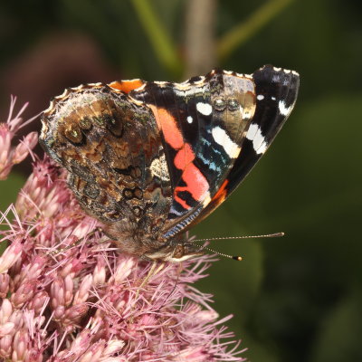 Red Admiral