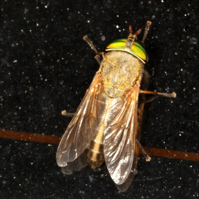 Greenhead Fly ♀